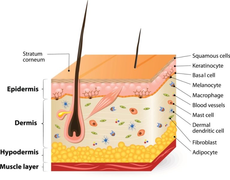 Let’s Talk About Facial Nutrition: Want to Look Forever Young? - Selene ...